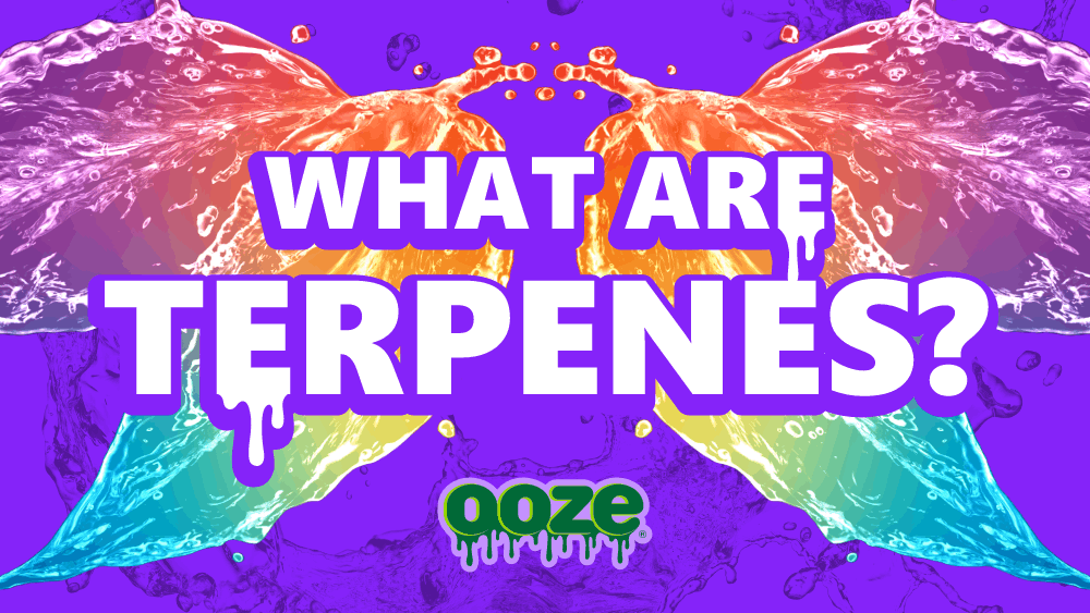 What are Terpenes?