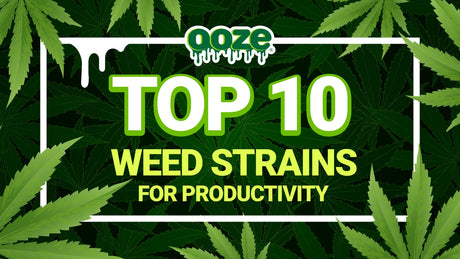 The Best Strains for Focus and Productivity