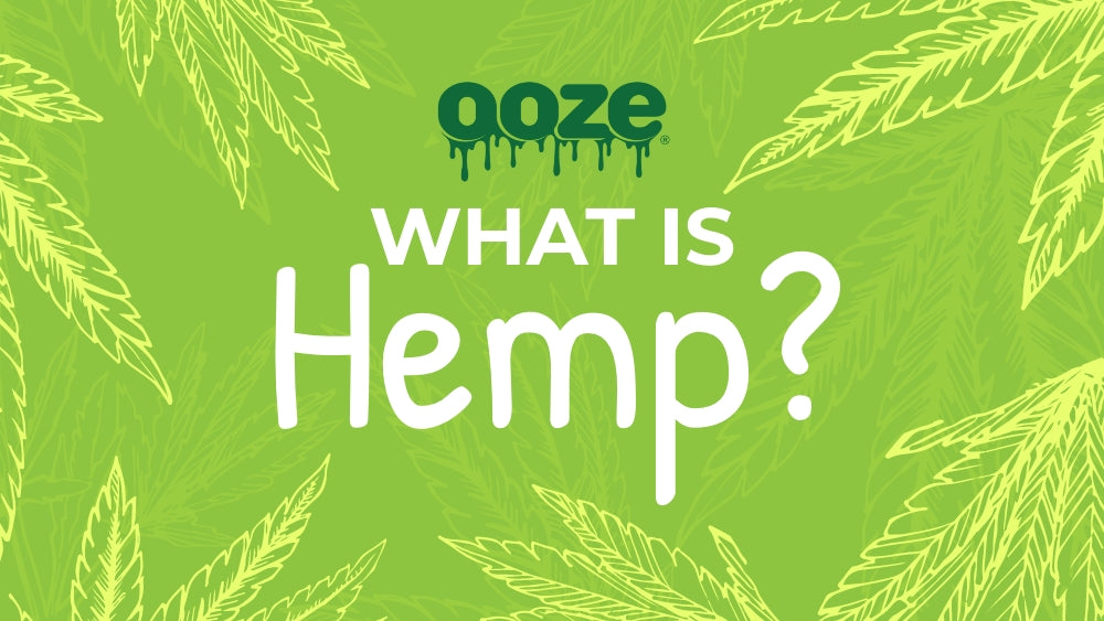 What is Hemp? Hemp vs Marijuana Explained