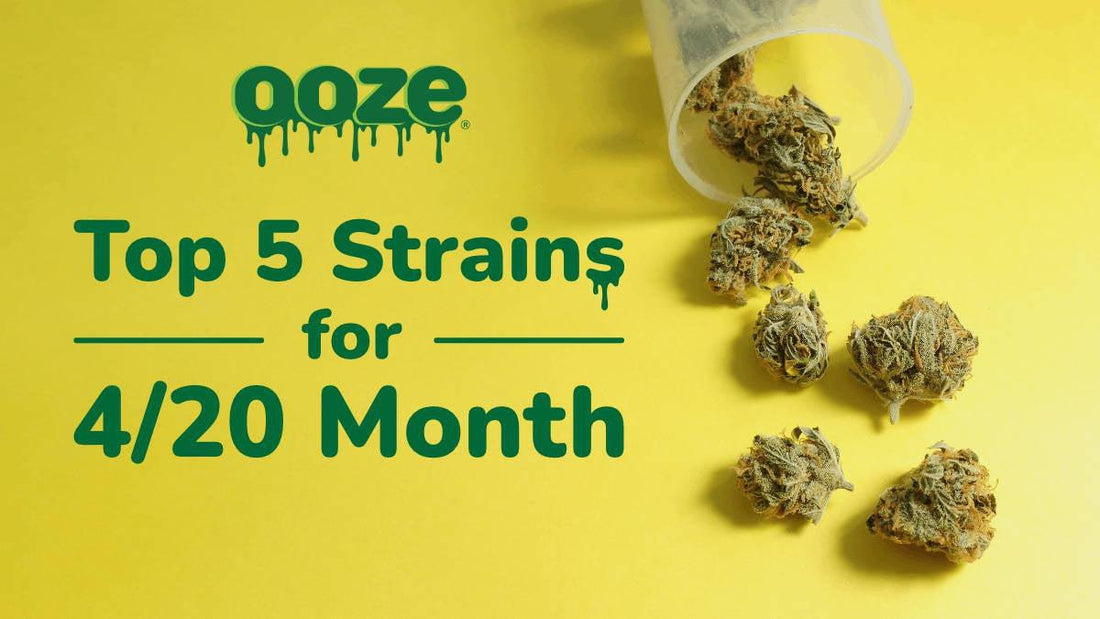 Top 5 Strains for 4/20 Month