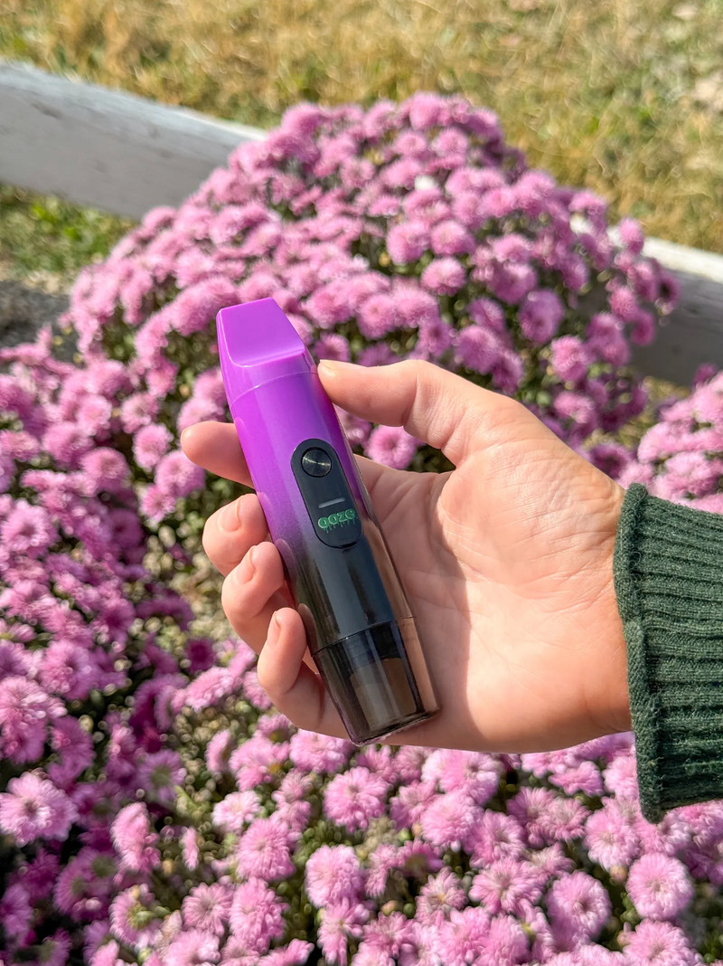 Galaxy Purple Booster with Mums