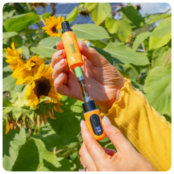 Person holding Orange Hilo in Sunflower Setting